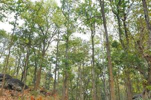 místico e mágico para durante o outono na floresta foto