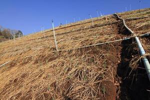 campo de cebola verde no norte da tailândia foto