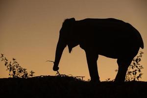 elefante asiático na floresta ao pôr do sol foto