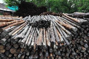 madeira de mangue para ser processada como carvão foto