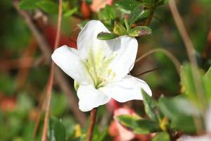 rhododendron persil - arbusto florido branco foto