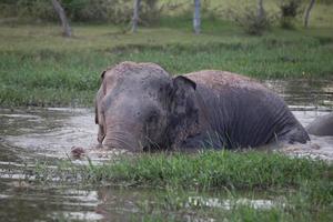 elefante asiático em surin, tailândia foto