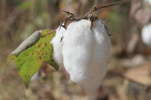 close-up de algodão maduro no galho foto