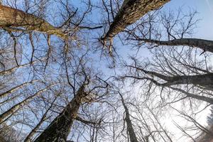 coroas nuas e galhos desajeitados de enormes carvalhos crescendo no céu azul em dia ensolarado foto