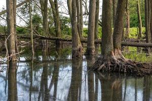 floresta de árvores altas na água do pântano foto