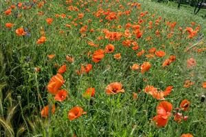 enorme campo de flores de papoula vermelhas foto