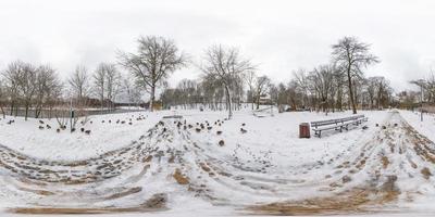 inverno panorama esférico sem costura completo vista de ângulo de 360 graus na estrada com bando de patos em um parque nevado com céu cinza pálido perto do rio em projeção equirretangular. conteúdo vr foto