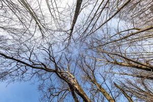 coroas nuas e galhos desajeitados de enormes carvalhos crescendo no céu azul em dia ensolarado foto