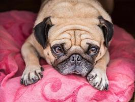 cachorro pug fofo com uma cara triste e gorda, durma no travesseiro rosa foto