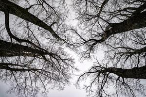 coroas nuas e galhos desajeitados de enormes carvalhos crescendo no céu cinza pálido foto