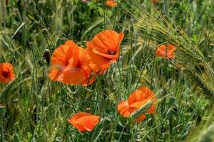 enorme campo de flores de papoula vermelhas foto