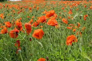 enorme campo de flores de papoula vermelhas foto