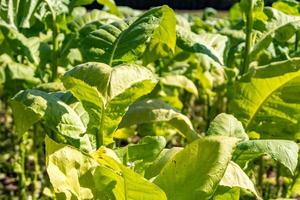 plantação de campo de tabaco sob céu azul com grandes folhas verdes foto