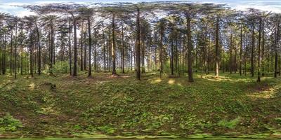 panorama hdri esférico completo vista de ângulo de 360 graus na floresta de pinheiros em projeção equirretangular. conteúdo vr foto
