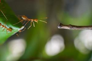 formigas vermelhas estão defendendo e construindo um novo ninho. foto