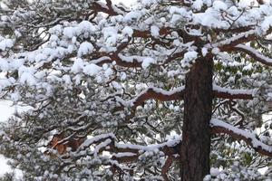 cena de inverno, neve em galhos de pinheiro. foto