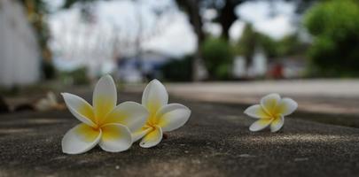 frangipani isolado no fundo branco, foto