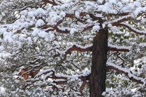 cena de inverno, neve em galhos de pinheiro. foto