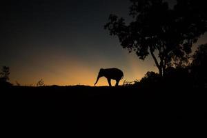 elefante asiático na floresta ao pôr do sol foto