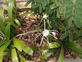 plantas botânico tropical folha crescimento natureza ecologia ambiental jardinagem fundo cenário imagens de primavera foto