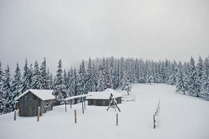 pinheiros cobertos de neve com casa de madeira na montanha chomiak. belas paisagens de inverno das montanhas dos cárpatos, ucrânia. natureza geada. foto