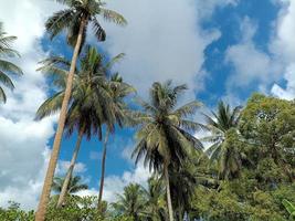 plantas botânico tropical folha crescimento natureza ecologia ambiental jardinagem fundo cenário imagens de primavera foto