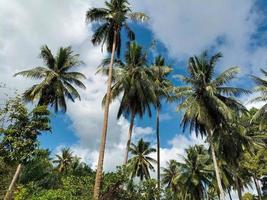 plantas botânico tropical folha crescimento natureza ecologia ambiental jardinagem fundo cenário imagens de primavera foto