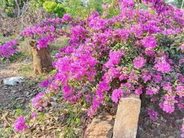 flor planta ambiente fresco natureza ao ar livre em imagens de fotografia de férias de verão foto