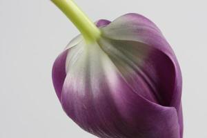 uma tulipa roxa de cabeça para baixo foto