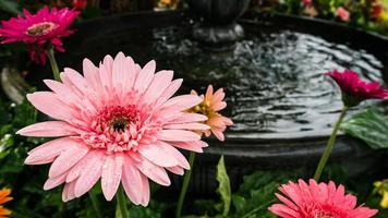 linda flor gerbera no jardim ao ar livre foto