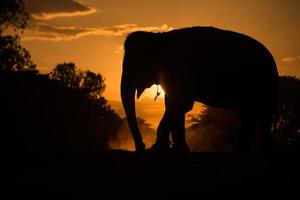 elefante asiático na floresta ao pôr do sol foto