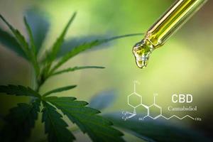 cannabis da fórmula cbd canabidiol. óleo de cânhamo, extrato de cannabis de óleo cbd, conceito de cannabis medicinal, foto