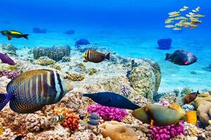mundo subaquático com corais e peixes tropicais. foto