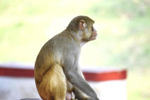 estalo de macaco foto