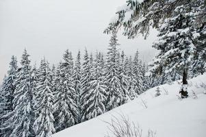 pinheiros cobertos de neve na montanha chomiak. belas paisagens de inverno das montanhas dos cárpatos, ucrânia. natureza geada. foto
