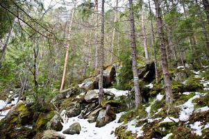 rochas dovbush e trilha com cão selvagem solitário na floresta nas montanhas dos cárpatos. foto