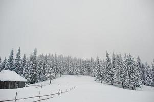 pinheiros cobertos de neve com casa de madeira na montanha chomiak. belas paisagens de inverno das montanhas dos cárpatos, ucrânia. natureza geada. foto
