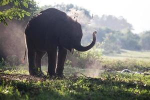 elefante asiático em surin, tailândia foto