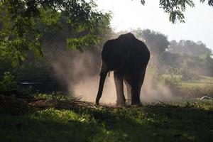 elefante asiático em surin, tailândia foto