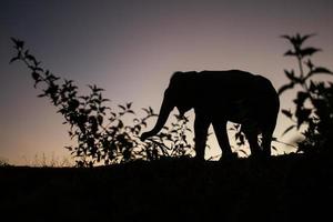 elefante asiático na floresta ao pôr do sol foto