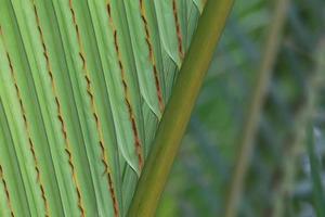 textura closeup e detalhe da folhagem de palmeira nipa foto