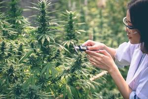 as mãos dos cientistas soltando óleo de maconha para experimentação e pesquisa, conceito de medicina alternativa à base de plantas, óleo de cânhamo cbd, indústria farmacêutica. foto