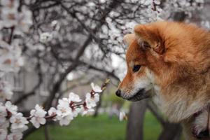 japonês fofo shiba inu cheirando flores brancas de damasco foto