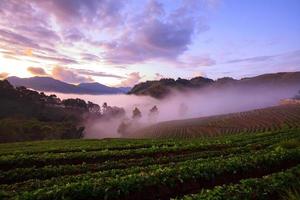 amanhecer enevoado no jardim de morango na montanha doi ang khang, chiangmai foto