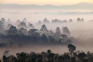 nevoeiro na floresta no parque nacional thung salang luang phetchabun, tailândia foto