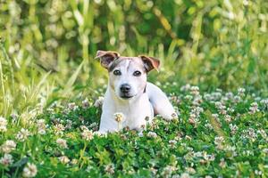 cão sênior na grama de trevo verde desfrutando de caminhada, conceito de verão foto
