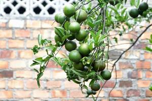 planta de frutas cítricas frescas e doces com folha verde e textura de galho no jardim agrícola foto