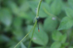inseto de libélula voadora empoleirado em um galho de folha com uma textura de fundo desfocada