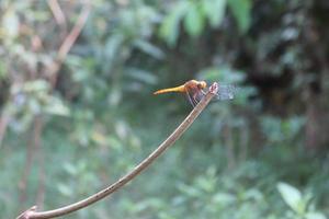 inseto de libélula voadora empoleirado em um galho de folha com uma textura de fundo desfocada