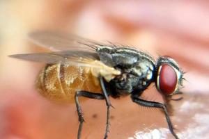 foto macro inseto voa animal em um ambiente sujo